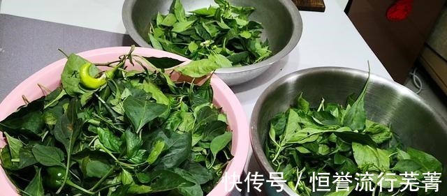 辣椒叶|天然“补钙”菜被发现,钙含量极高,特便宜可以敞开吃,别不懂吃!