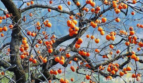 院子|家里有个小院子,别光养月季,种上3棵树,开花结果寓意好