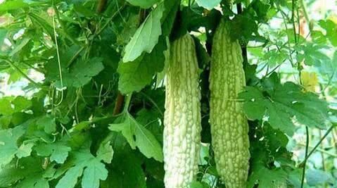 葛根|一旦查出高血压，再不喜欢也要吃“它”，血管通畅，血压更稳定