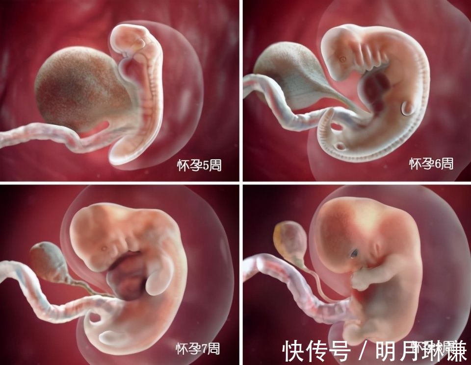 皮下脂肪|组图了解胎儿在子宫中的生长过程,生命太奇妙了!准爸妈们看看