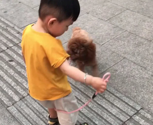 尿不湿|“大智慧宝宝”遛狗火了,网友永远不要低估一个穿尿不湿的