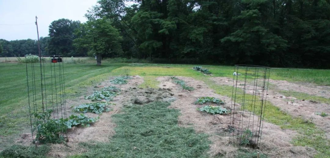 垃圾|碎草渣用来养花的三大好处,别把它当垃圾扔掉了