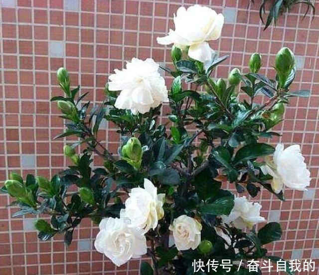 碰到这4种花再漂亮也别买，因为花钱买回来只会给自己“添堵”！