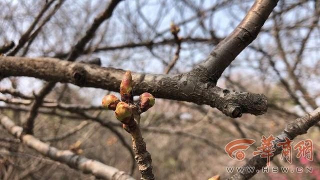 西安青龙寺樱花还未盛开 周末已有万人排队进园观赏