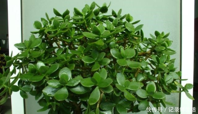 玉树美如玉,氮肥不可少,大豆做肥是技巧!