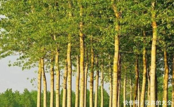 农村俗语“生不睡柳,死不睡杨”,是什么讲究?值得大家重视!