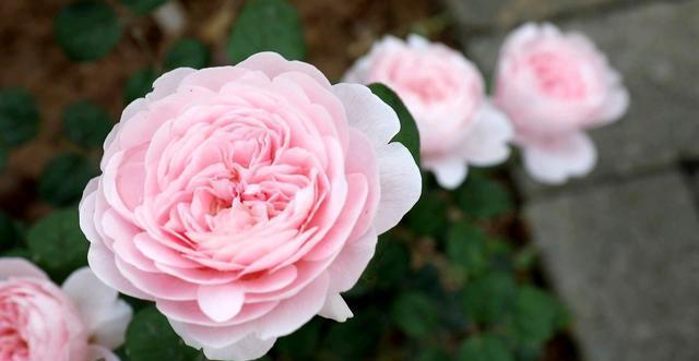 浇水|月季花期管理方法大揭秘,三个重点缺一不可