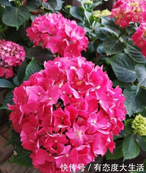 4种花,现在赶紧施肥,否则一年都不开花!