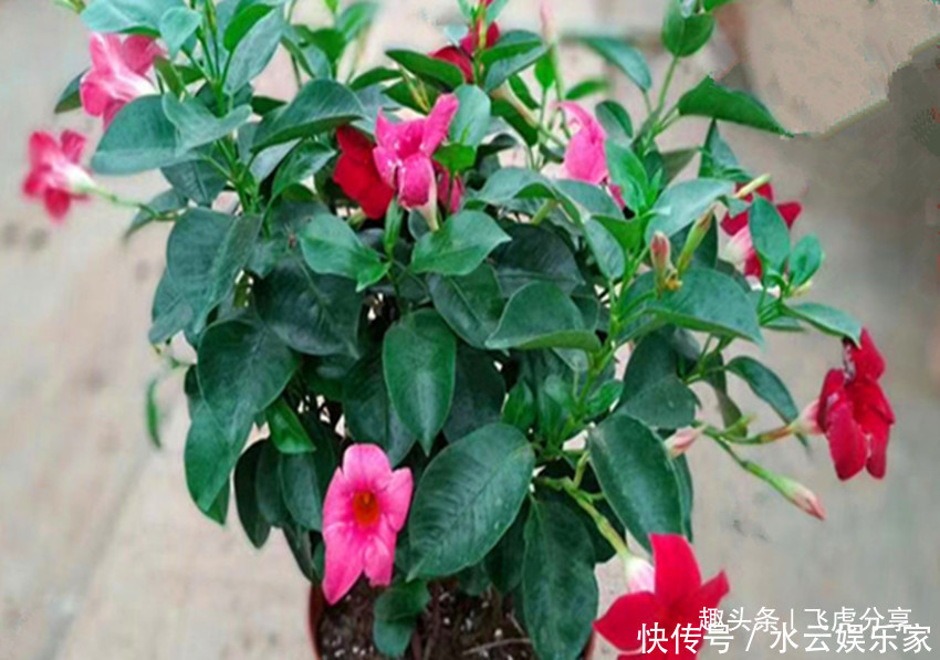 板结|什么蚯蚓粪、万能肥它才是养花的好东西,科学养殖才是正道