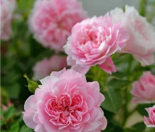 3种花是花中劳模,一开就能爆盆一片花海,四季都能有花赏