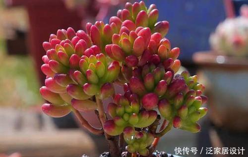 浇水|“夏必死”的5种多肉,改变养殖方法,不黑腐烂根,能安全度夏