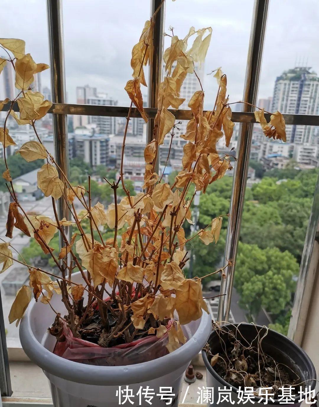 3个月后才回家,家里的花疯了,墙缝、房顶都爬满!