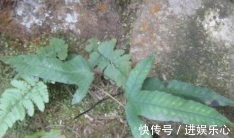 金鸡脚|外形像鸡脚,嫩叶曾拿来喂猪,晒干是药,治疗感冒咳嗽有奇效!