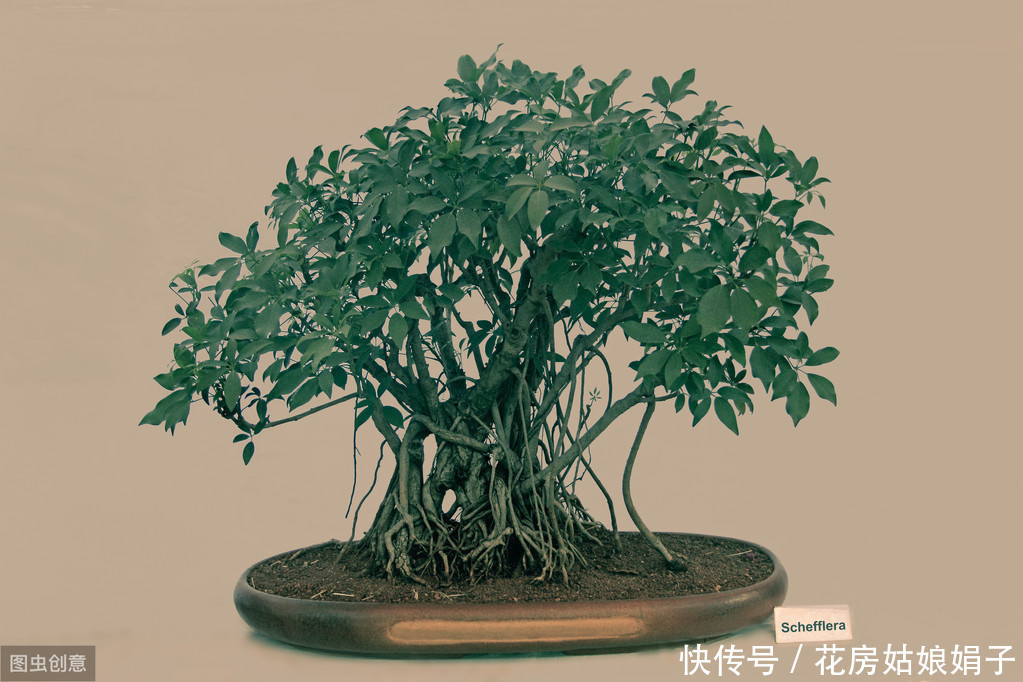 施肥|树木盆景是怎么矮化的？8个方法助你的盆景成为“活着的艺术”