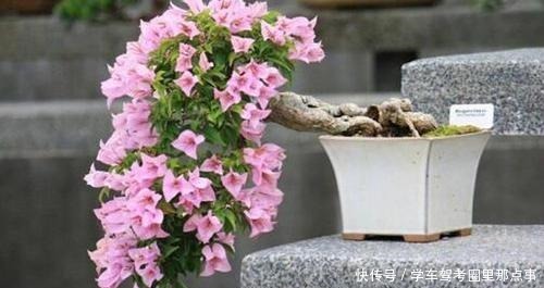 三角梅生命力旺盛却不开花,原来是好心办坏事,不开花却枯盆!