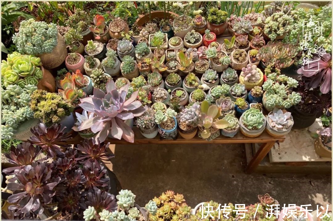 遇见即美,花事未荼蘼!种一桌子多肉,看花开花落!