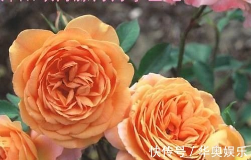 月季|适合养在室内的5种花,给点阳光就灿烂,开花爆盆很简单,真漂亮