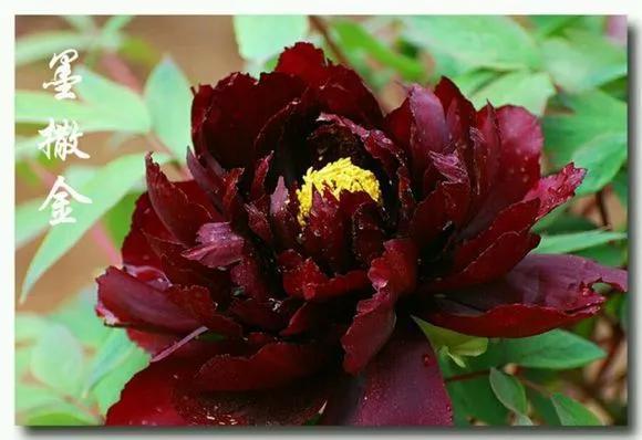 喜欢牡丹花,却一不小心买到芍药!附牡丹花品种图鉴大全