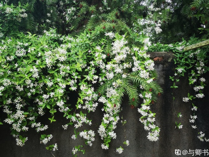 4种爬藤花,爬墙而不伤墙,开花好看,可以放心养!