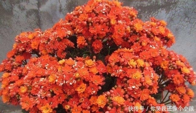 冬天|长寿花冬天不开花怎么办?控水、控枝,注意这两点,花苞挤满