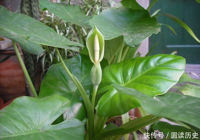 有些“网红花”,都带“毒性”,瞪大眼睛看清楚,别瞎买