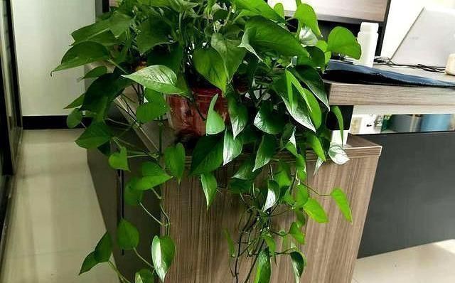 要死的绿萝,别扔了剪光光套上塑料袋,又是满血复活