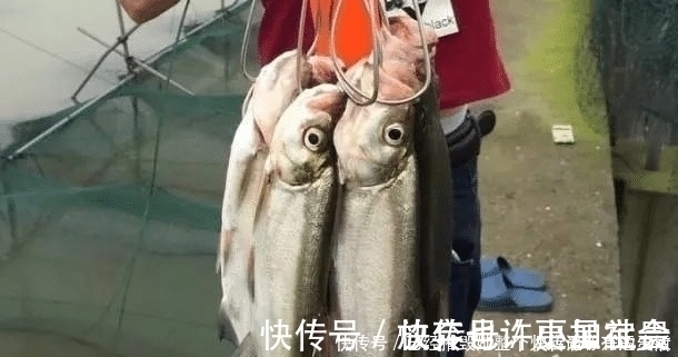 垂钓|长江该禁止钓鱼一男子长江“疯钓”野生白鱼,引网友怒怼