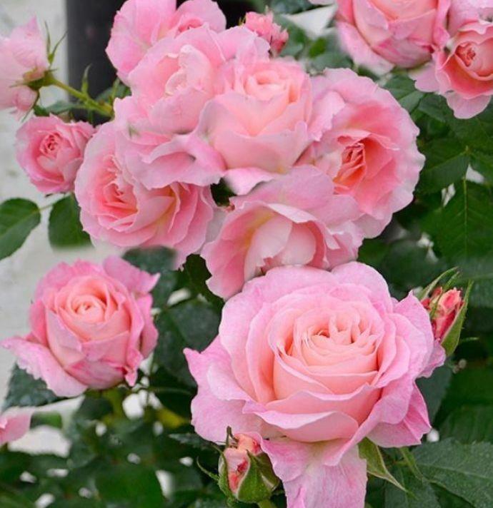 4种花很适合阳台养,好养易活不招虫,颜值超高超美的