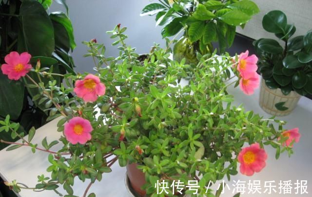 养花|香蕉可以用来养花一根香蕉解决养花大问题，花卉长爆盆不招虫