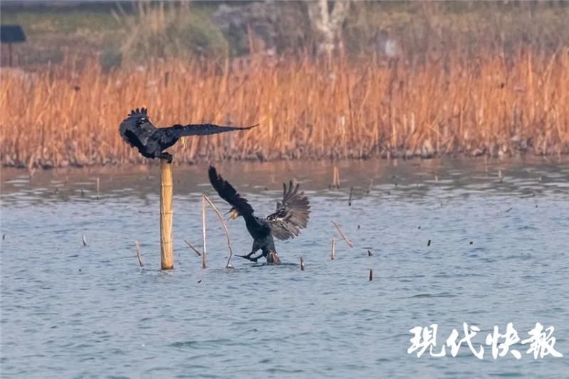 玄武湖公园|越冬精灵来了！玄武湖成候鸟天堂