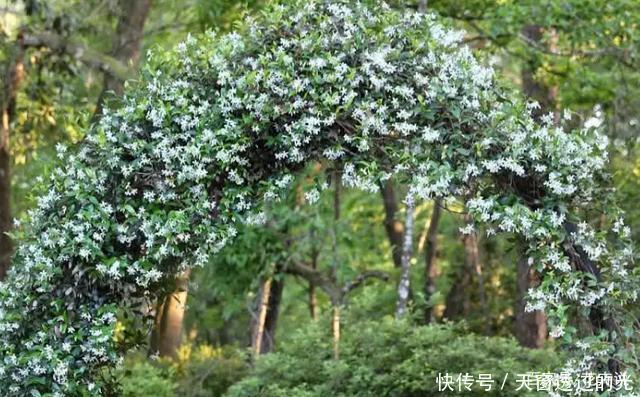 养在院子里的6种爬藤植物,懒人也能养出一片花海!