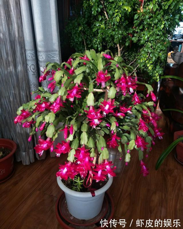 仙人掌嫁接蟹爪兰,加速开花进程,一年开成“大瀑布”,太漂亮了