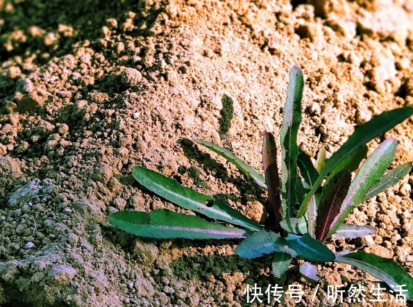 鱼腥草|66种野菜大图片，带你见识不同的野菜和吃法，你想要的野菜这里有
