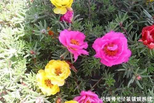 养花|没人要的小东西,可是养花宝贝,捡一点掺盆里,全年不用施肥