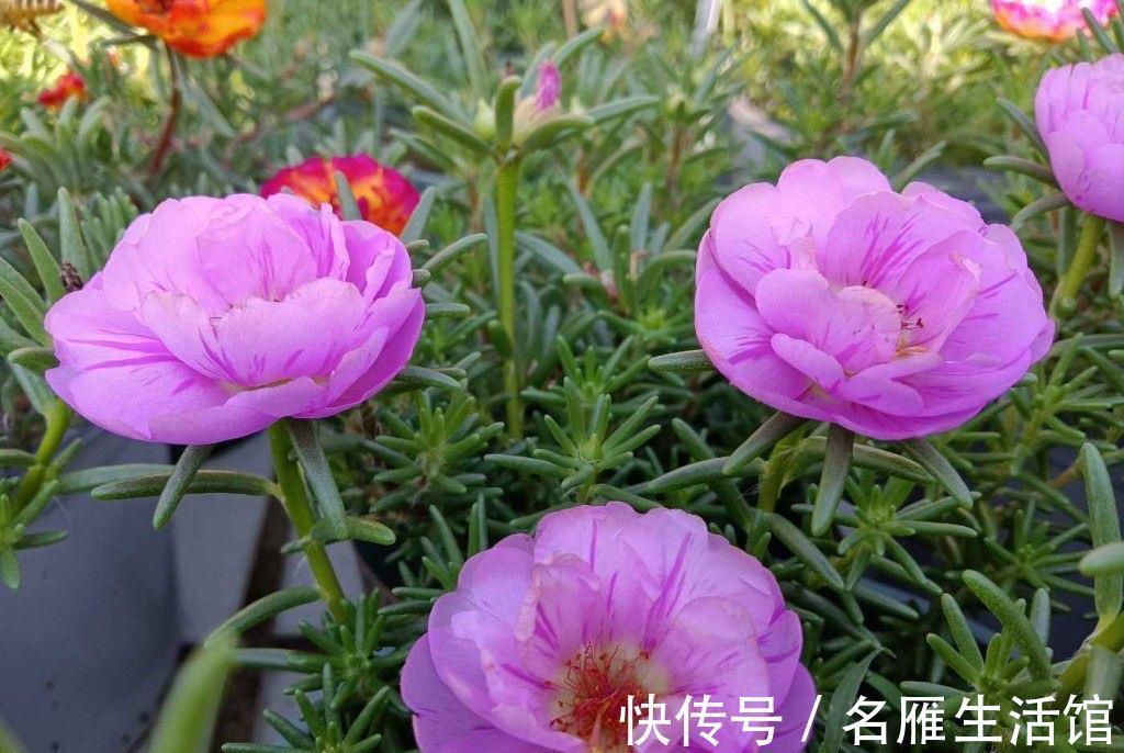 单瓣|重瓣太阳花怎么养?记住这3点,花朵多花量大,又大又鲜艳