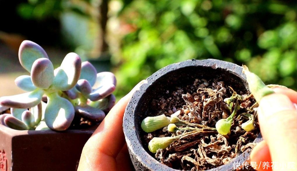 烂根|夏天多肉烂根?主要由三大原因造成,及时调整养护方法
