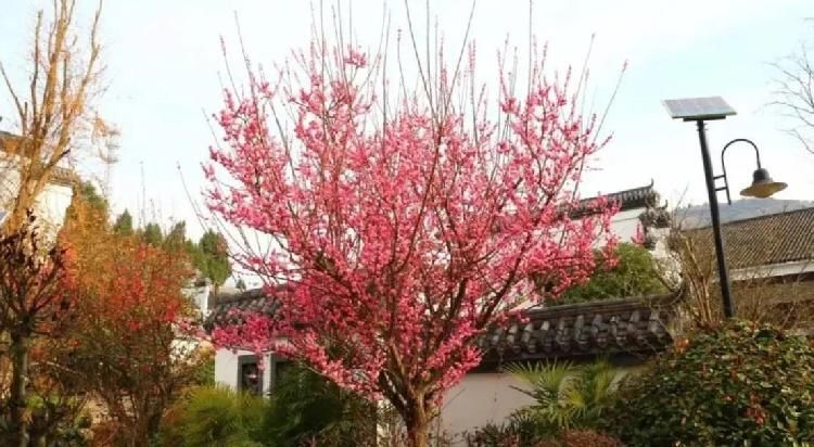 春游川渝丨踏青赏花采摘，达州最全春游赏花地图来了