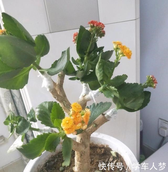 养花要“舍得剪”，把这6种花卉剪成“光杆子”，开花变成棒棒糖！