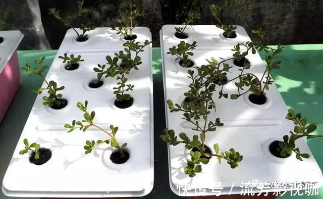 可口|1种野菜含钾高,阳台就能种,年年可摘,好吃可口!