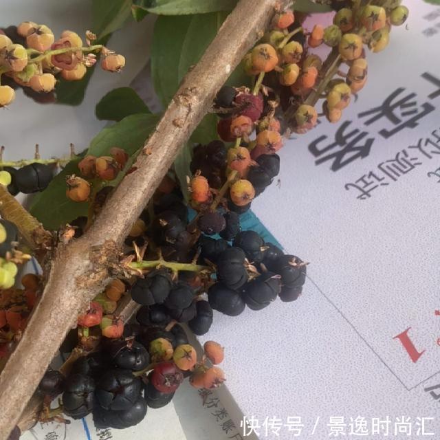 龙葵|门口的果子像“龙葵”,赶紧要拔掉、千万别吃,会中毒