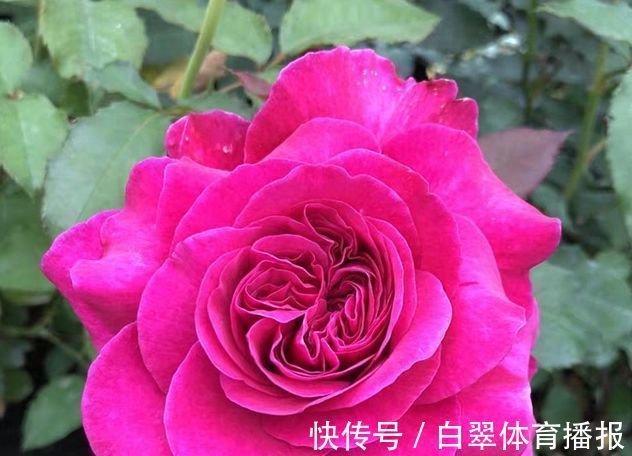 “高端玫瑰”女人香气,丰腴婀娜,花色艳丽,可以说养花必备