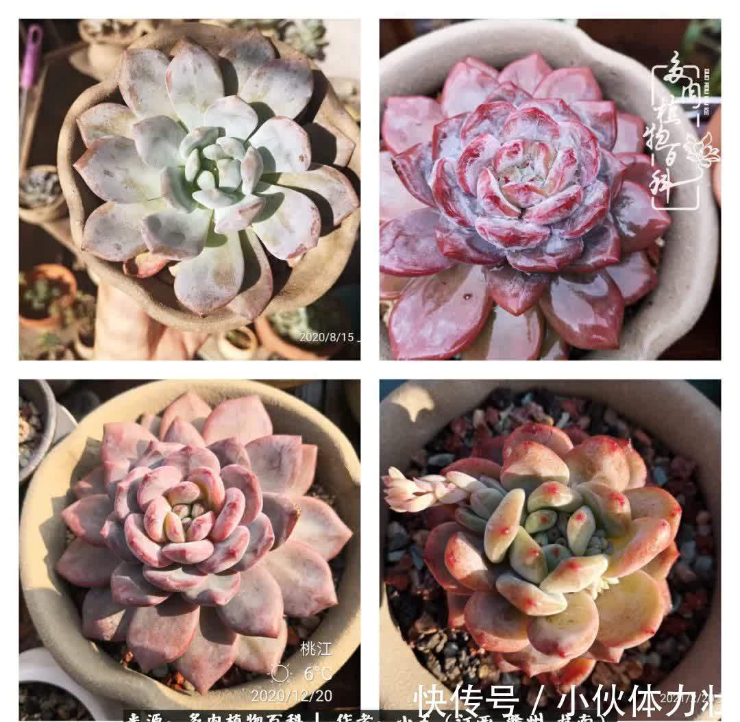 懵懵懂懂入肉坑,跌跌撞撞养多肉