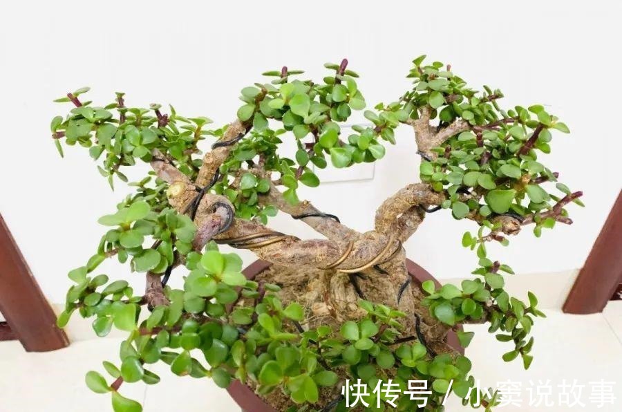 金枝玉叶不能长太高,越矮越值钱,一长高就砍!