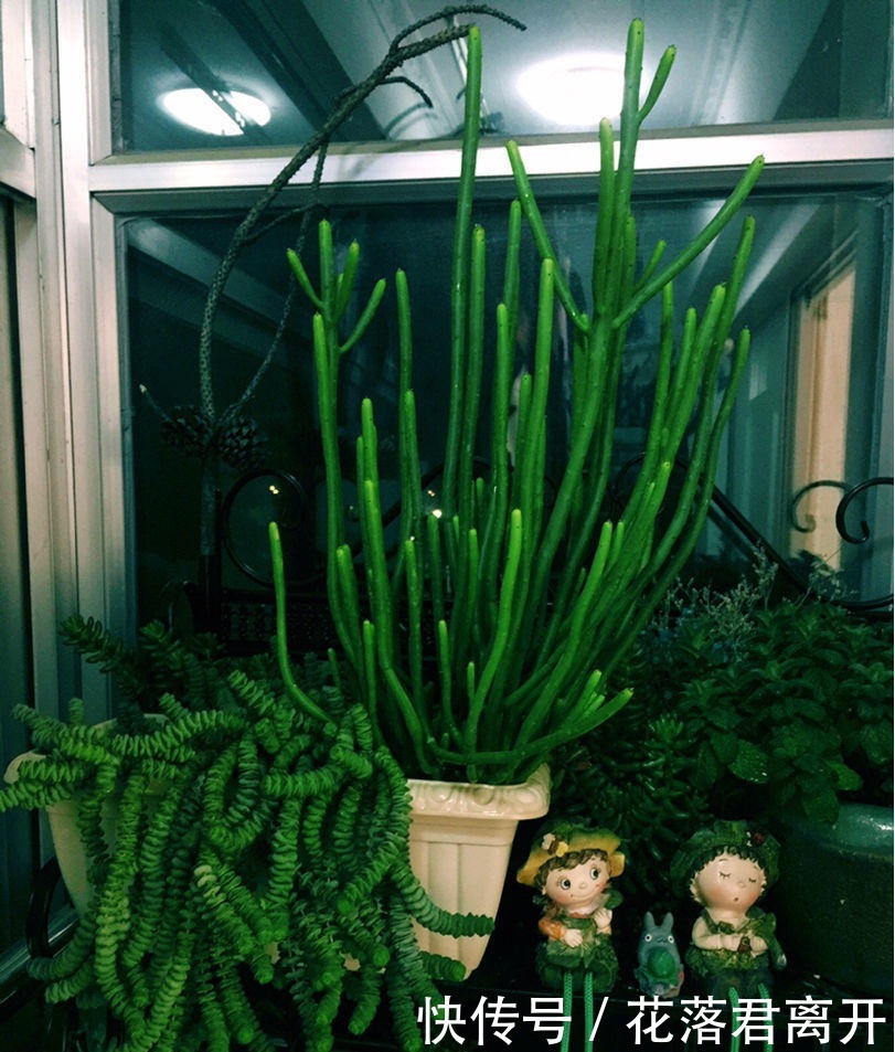 养棵多肉美滋滋，谁知是家中潜藏的毒虫，不知道吃大亏！