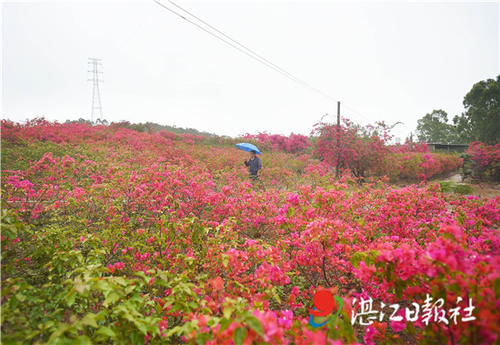 火红三角梅让他过上红火生活