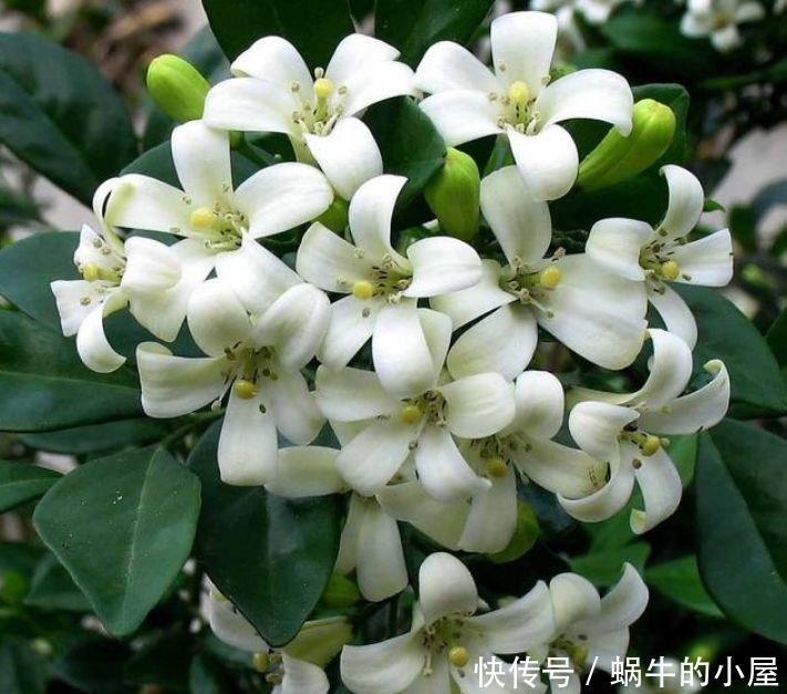 养花可以选个个花期长的,花大色艳,花姿妖娆,四季繁花似锦