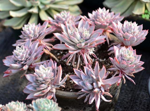 多肉|夏天多肉浇水,有小技巧,3个错误不要犯,小心多肉变“烂肉”