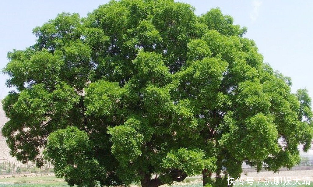  三公九卿|俗语“指桑骂槐”，桑树和槐树为何成为了“替罪羊”