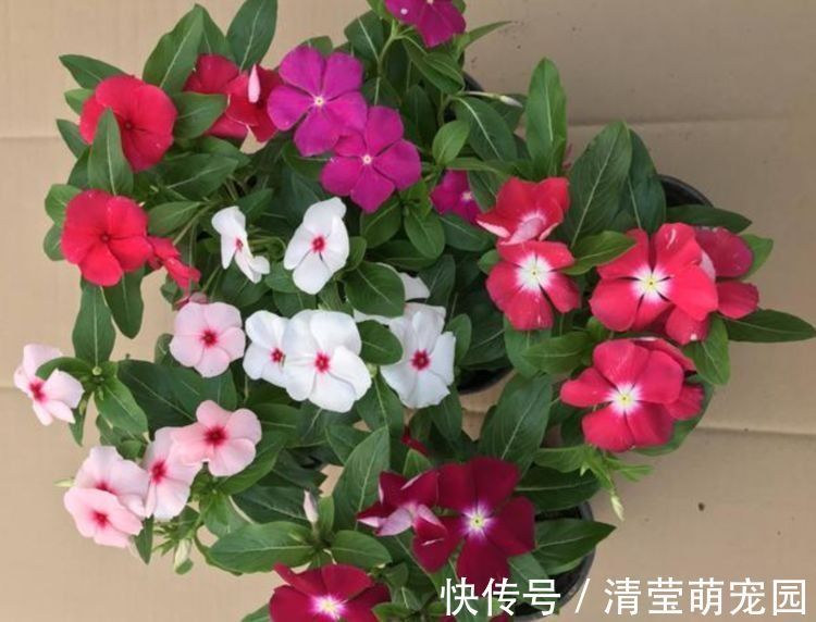 便宜又好养的花,10元2盆养家里,花色鲜艳,适合种在庭院观赏