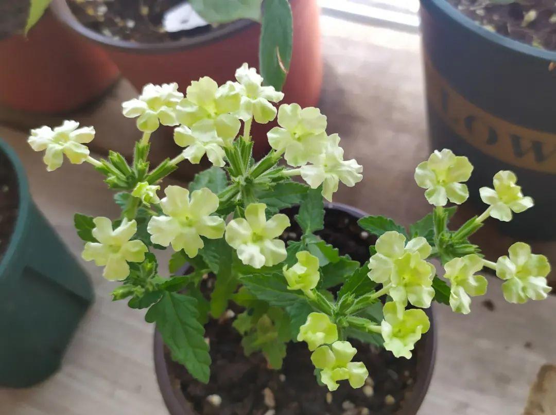 种花|8种花赶紧剃头,剃得越狠,开花越多